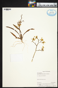 Cyrtochilum meirax image