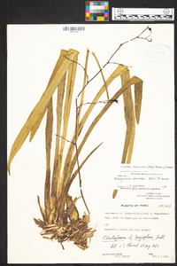 Cyrtochilum melanthes image