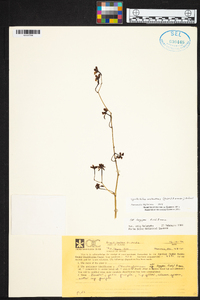 Cyrtochilum melanthes image