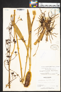 Cyrtochilum melanthes image