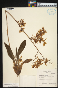 Cyrtochilum pardinum image