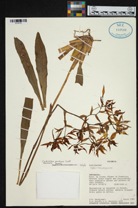 Cyrtochilum pardinum image