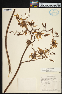 Cyrtochilum pardinum image