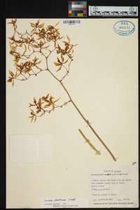 Cyrtochilum pardinum image
