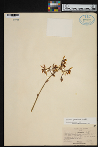 Cyrtochilum pardinum image