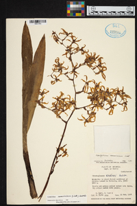 Cyrtochilum ramosissimum image
