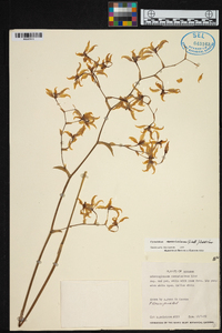 Cyrtochilum ramosissimum image