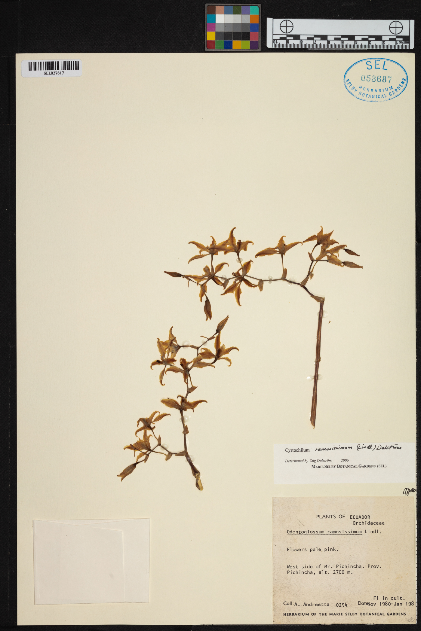 Cyrtochilum image