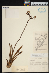 Cyrtochilum revolutum image