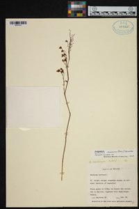 Cyrtochilum rhodoneurum image