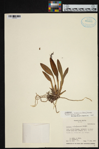 Cyrtochilum rhodoneurum image