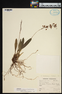 Cyrtochilum rhodoneurum image