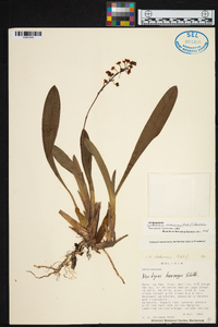 Cyrtochilum rhodoneurum image