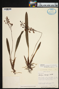 Cyrtochilum rhodoneurum image