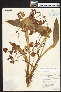 Cyrtochilum serratum image