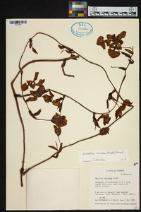Cyrtochilum serratum image