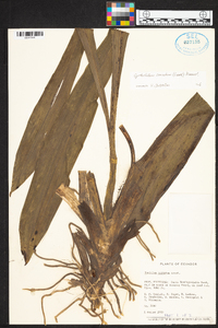 Cyrtochilum serratum image