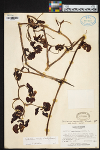 Cyrtochilum serratum image