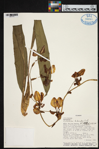 Cyrtochilum trifurcatum image