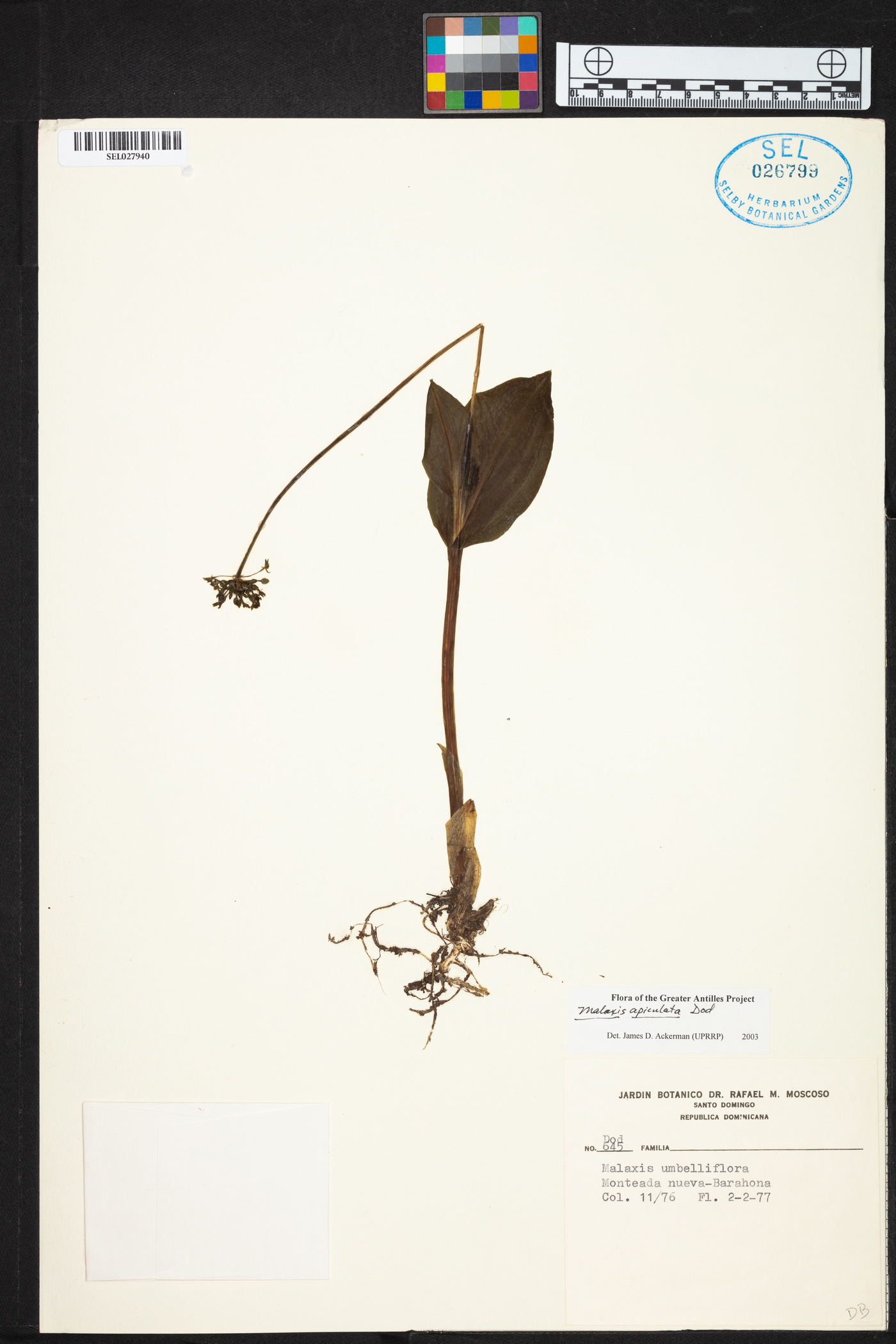 Malaxis apiculata image