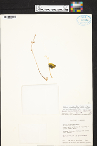 Malaxis maianthemifolia image