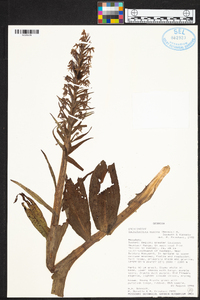 Malaxis unifolia image