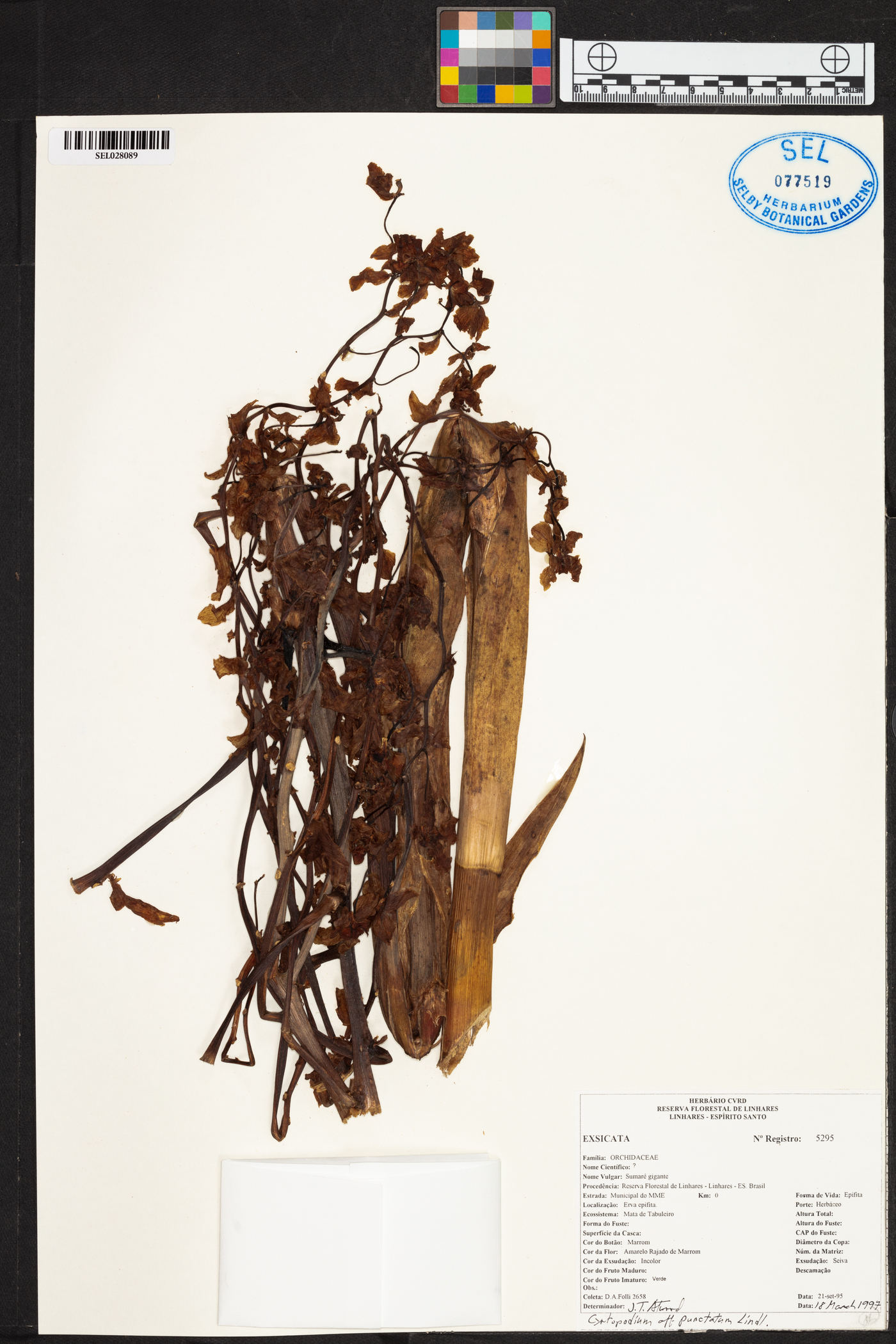 Cyrtopodium punctatum image