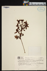 Cyrtopodium punctatum image