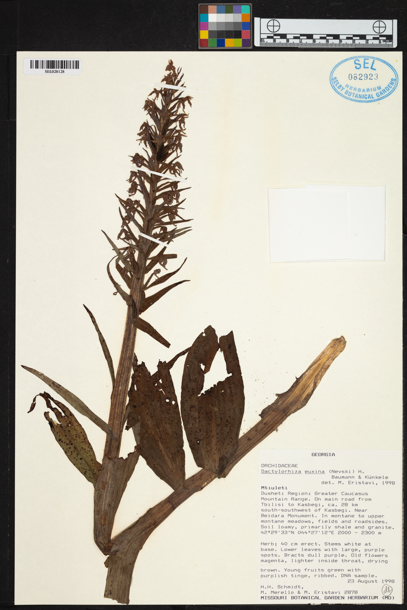 Dactylorhiza euxina image