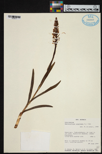 Dactylorhiza incarnata image