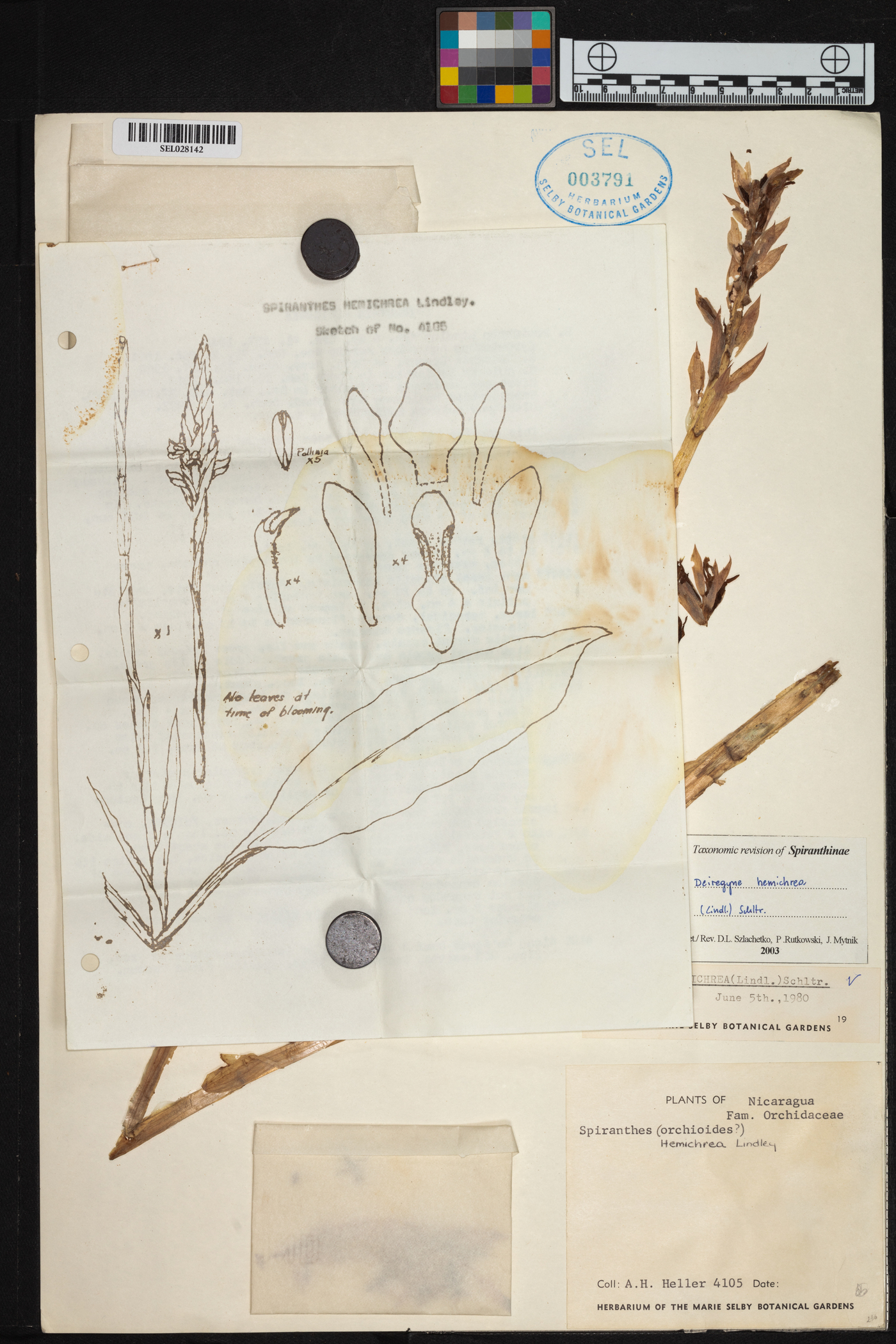 Aulosepalum hemichrea image