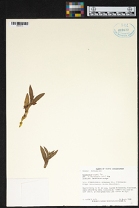 Dendrobium anceps image