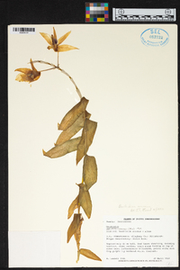 Dendrobium anosmum image