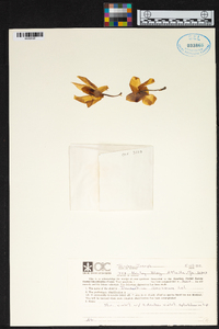 Dendrobium anosmum image