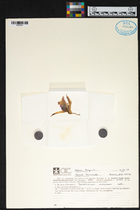 Dendrobium anosmum image