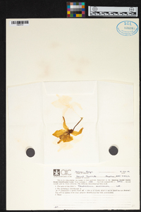 Dendrobium anosmum image