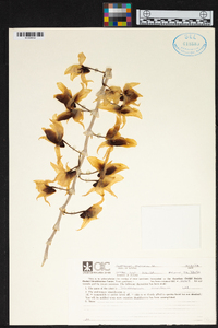 Dendrobium anosmum image