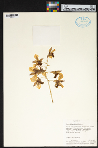 Image of Dendrobium atroviolaceum