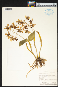 Dendrobium atroviolaceum image