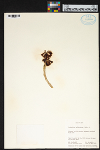 Image of Dendrobium bullenianum