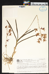 Dendrobium canaliculatum image