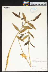 Dendrobium crumenatum image