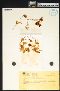 Dendrobium chrysotoxum image