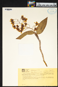 Dendrobium farmeri image