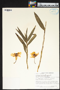 Dendrobium fimbriatum image