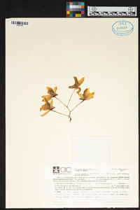 Dendrobium heterocarpum image