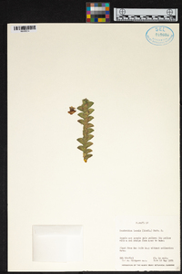 Dendrobium leonis image