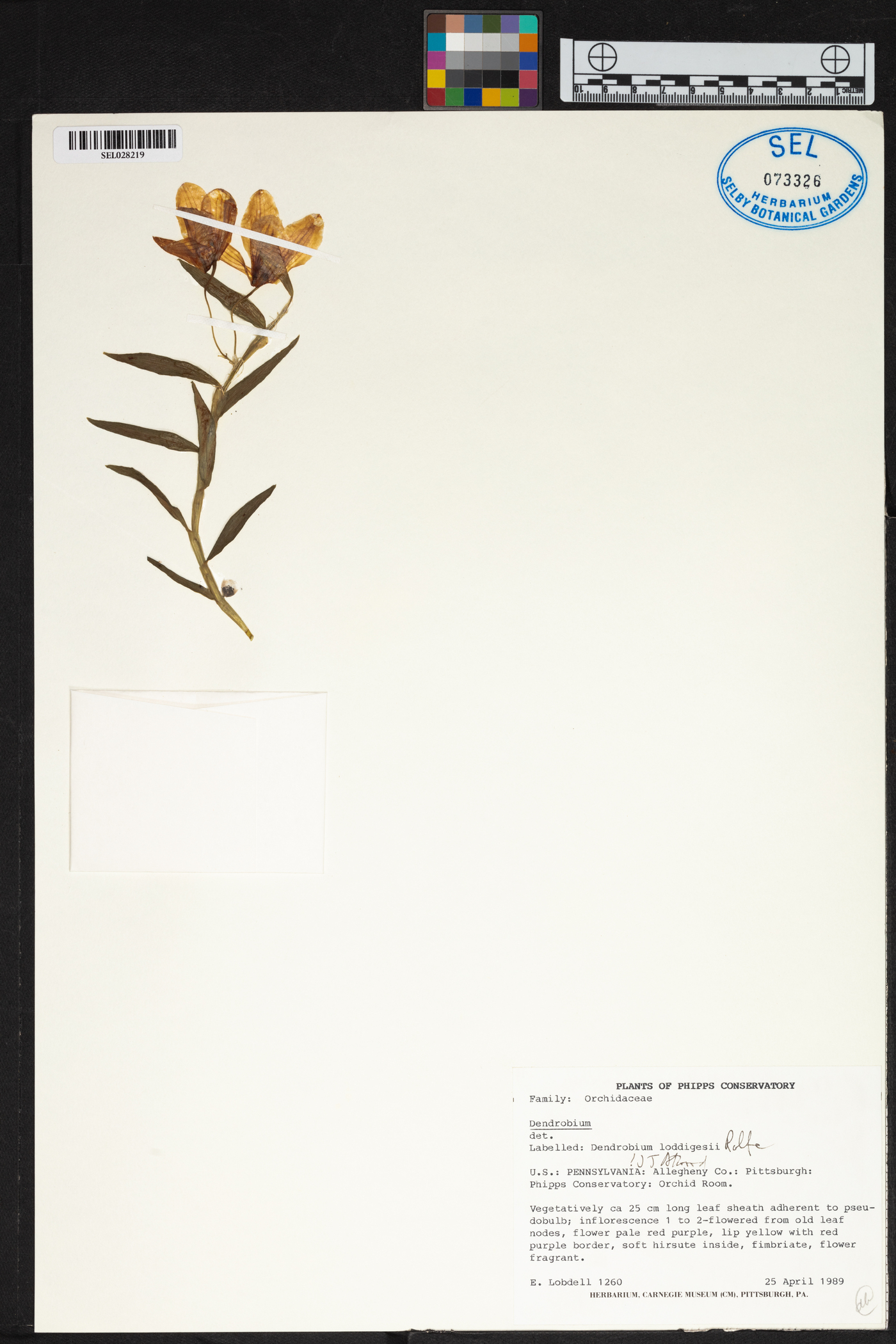 Dendrobium loddigesii image