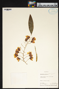 Dendrobium palpebrae image