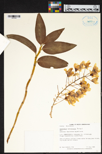 Dendrobium thyrsiflorum image